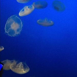 Meet your Posher, Mariyah